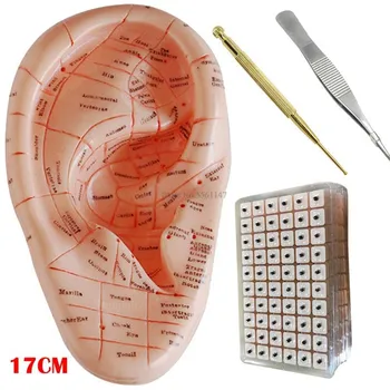 Inglise versiooni Kõrva-nõelravi earpins mudel mudel auricular taotluse mudel kõrva-nõelravi punktid mudel 17 cm