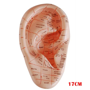 Inglise versiooni Kõrva-nõelravi earpins mudel mudel auricular taotluse mudel kõrva-nõelravi punktid mudel 17 cm