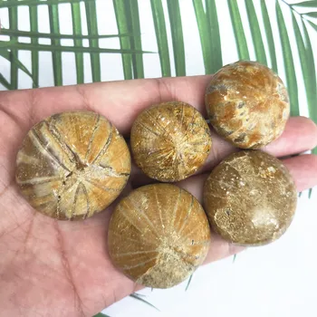 Looduslik meritäht fossiilsete Maavarade proovi merisiilik Madagaskar reliquiae Mini Kivi Armas Ripats Kingitus Tervendav Kristallid