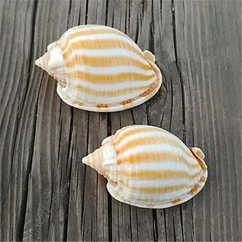 5tk per palju Looduslikke conch shell shell kala erak krabid shell kala tank aquarium asendada loominguline haljastus kaunistused
