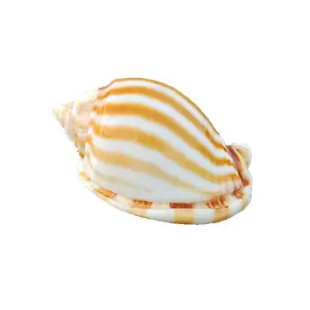 5tk per palju Looduslikke conch shell shell kala erak krabid shell kala tank aquarium asendada loominguline haljastus kaunistused