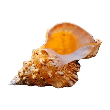 Suur Conch Shell Sisustus Mere Teenetemärgi Mere Conch Looduslikud Kaunistused Shell Pulm Festival Partei Teenetemärgi Suurepärane Kingitus