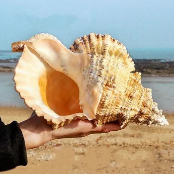 Suur Conch Shell Sisustus Mere Teenetemärgi Mere Conch Looduslikud Kaunistused Shell Pulm Festival Partei Teenetemärgi Suurepärane Kingitus